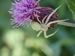 Misumena vatia