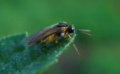 Athalia cordata