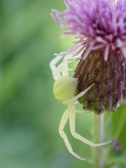 Misumena vatia