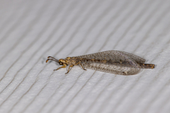 Clathroneuria schwarzi