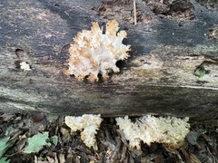 Hericium coralloides
