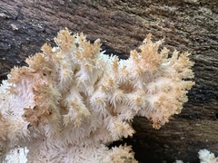Hericium coralloides