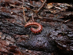 Nearctodesmidae