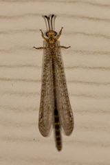 Clathroneuria schwarzi