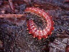 Nearctodesmidae