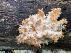 Hericium coralloides