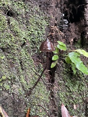 Psilocybe neoxalapensis