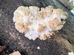 Hericium coralloides