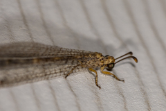 Clathroneuria schwarzi