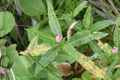 Persicaria amphibia