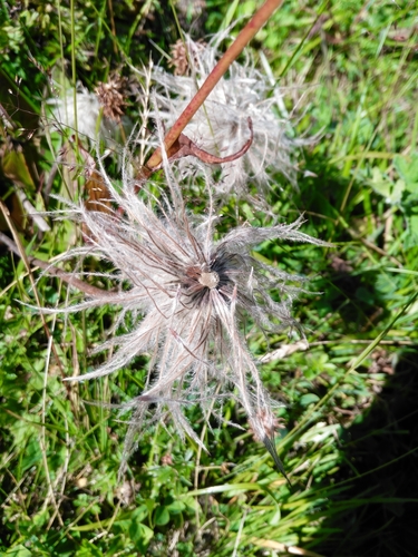 poniklec (Pulsatilla)