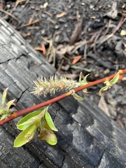 Salix scouleriana