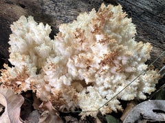 Hericium coralloides