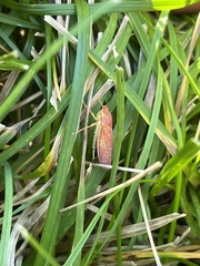Gyponana gladia