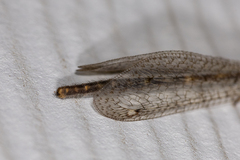 Clathroneuria schwarzi