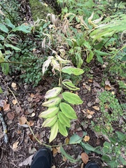 Polygonatum multiflorum