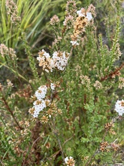 Epacris lanuginosa