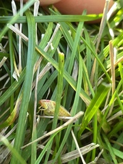 Gyponana gladia