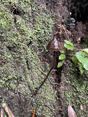 Psilocybe neoxalapensis