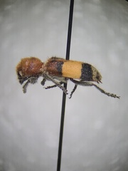 Enoclerus ichneumoneus