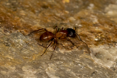 Camponotus sansabeanus