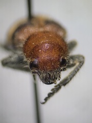 Enoclerus ichneumoneus