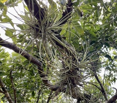Tillandsia schiedeana