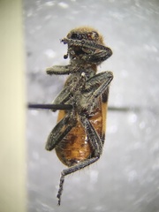 Enoclerus ichneumoneus