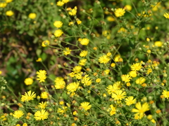 Heterotheca subaxillaris