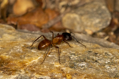 Camponotus sansabeanus