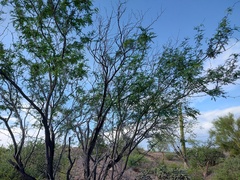 Prosopis articulata