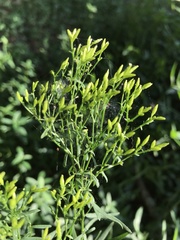 Solidago odora