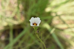 Sida linifolia