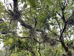 Tillandsia schiedeana