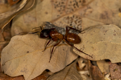 Camponotus sansabeanus