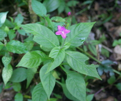 Pseuderanthemum cuspidatum