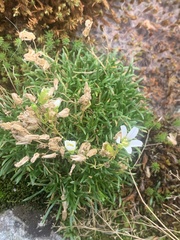 Mononeuria groenlandica