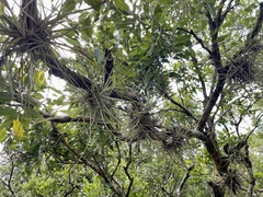 Tillandsia schiedeana
