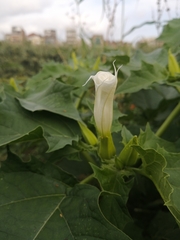 Datura ferox