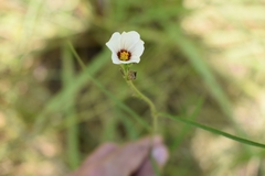 Sida linifolia