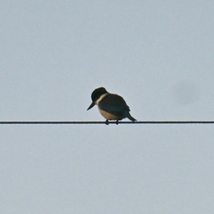 Todiramphus sanctus vagans