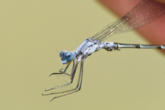 Lestes forcipatus