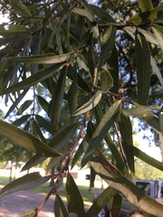 Quercus phellos