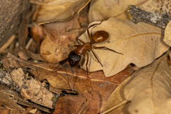 Camponotus sansabeanus