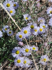 Erigeron divergens
