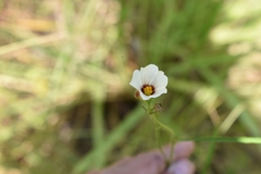 Sida linifolia