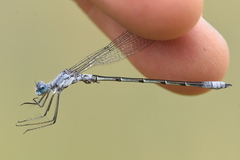 Lestes forcipatus