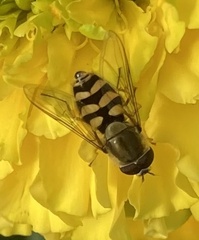 Eupeodes corollae