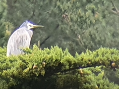 Egretta novaehollandiae novaehollandiae