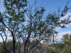 Prosopis articulata